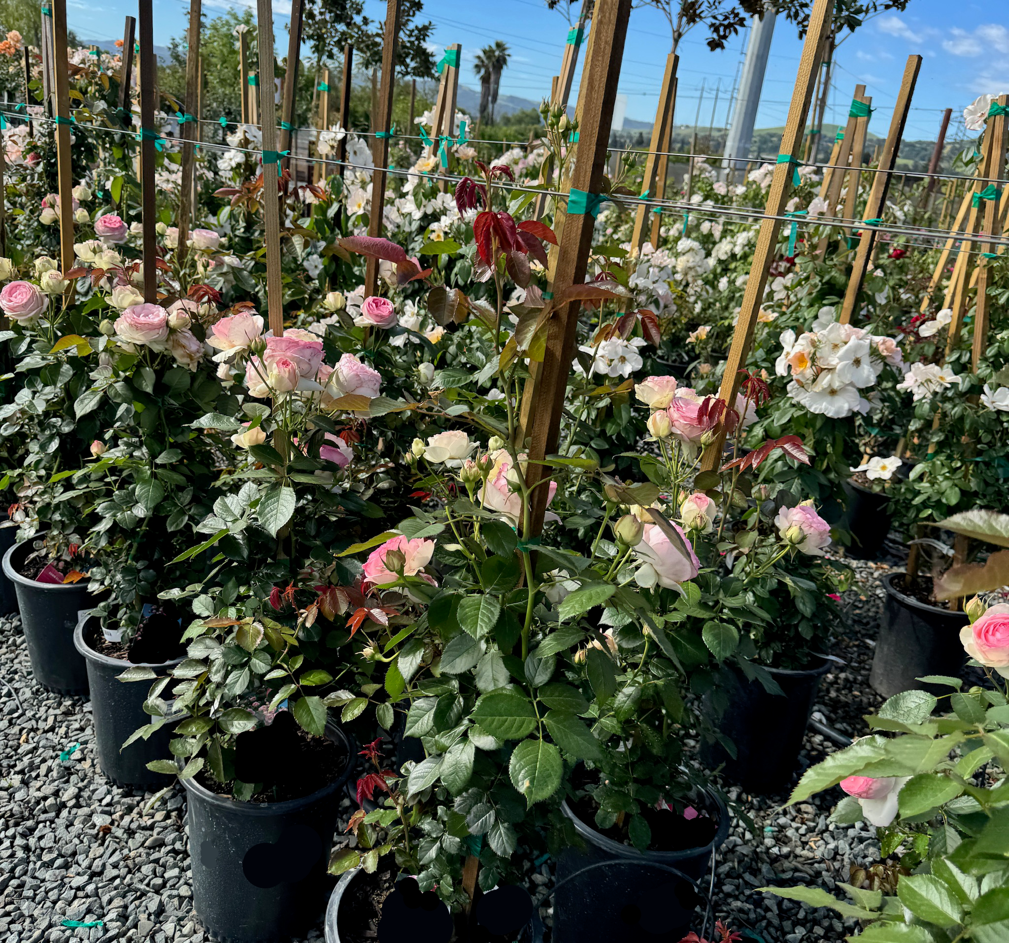 Eden Climbing Rose for Sale