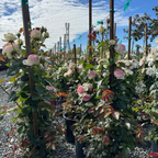 Eden Climbing Rose