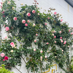 Eden Climbing Rose