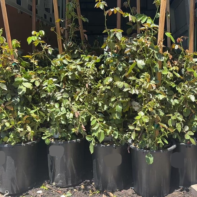 Eden White Climbing Rose