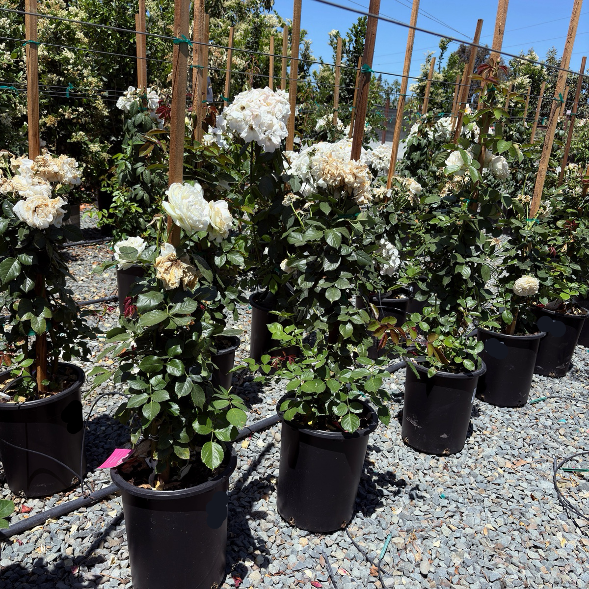 white rose potted plant Eden White Rose