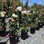 Eden® White Climbing Rose