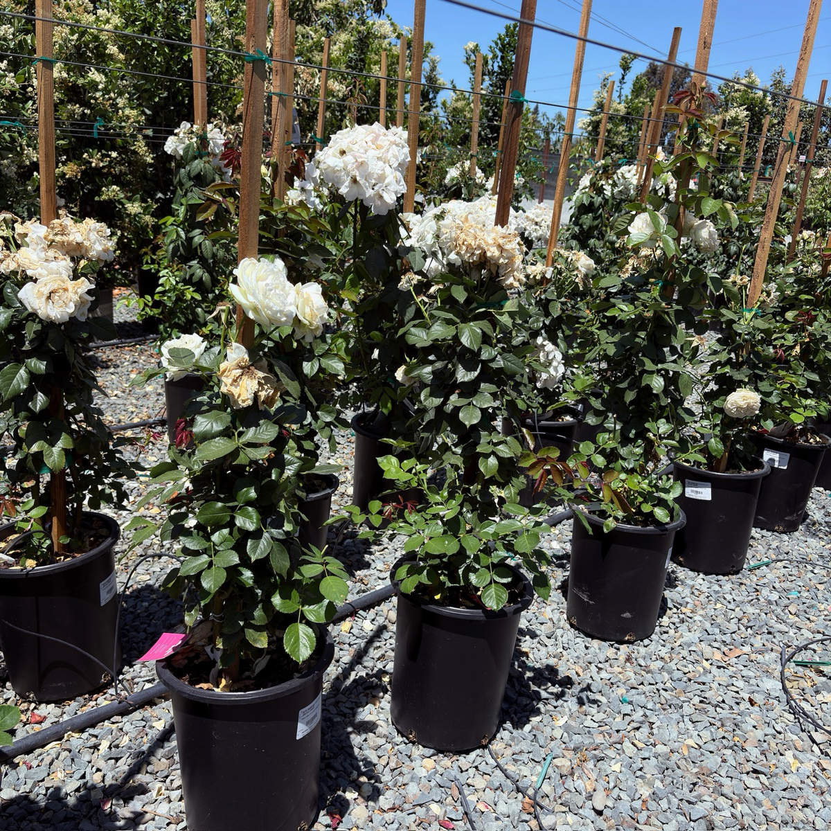 Eden® White Climbing Rose