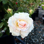 Eden® White Climbing Rose