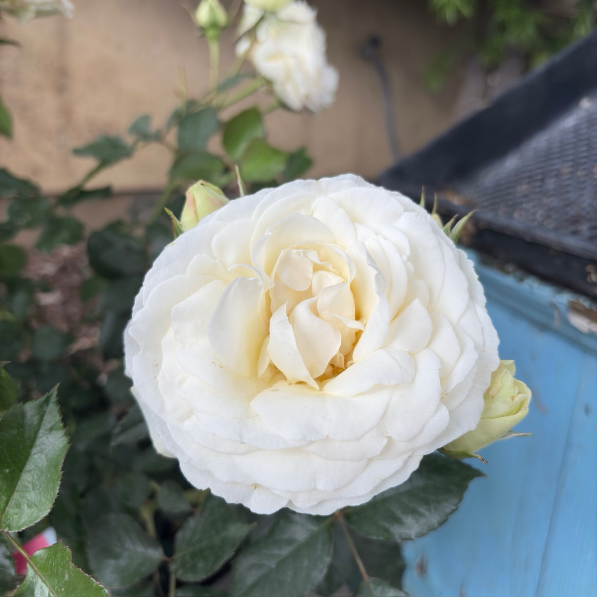 Eden White Climbing Rose