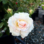 Eden® White Climbing Rose