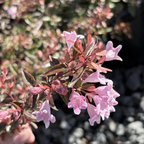 Edward Goucher Abelia