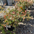 Edward Goucher Abelia