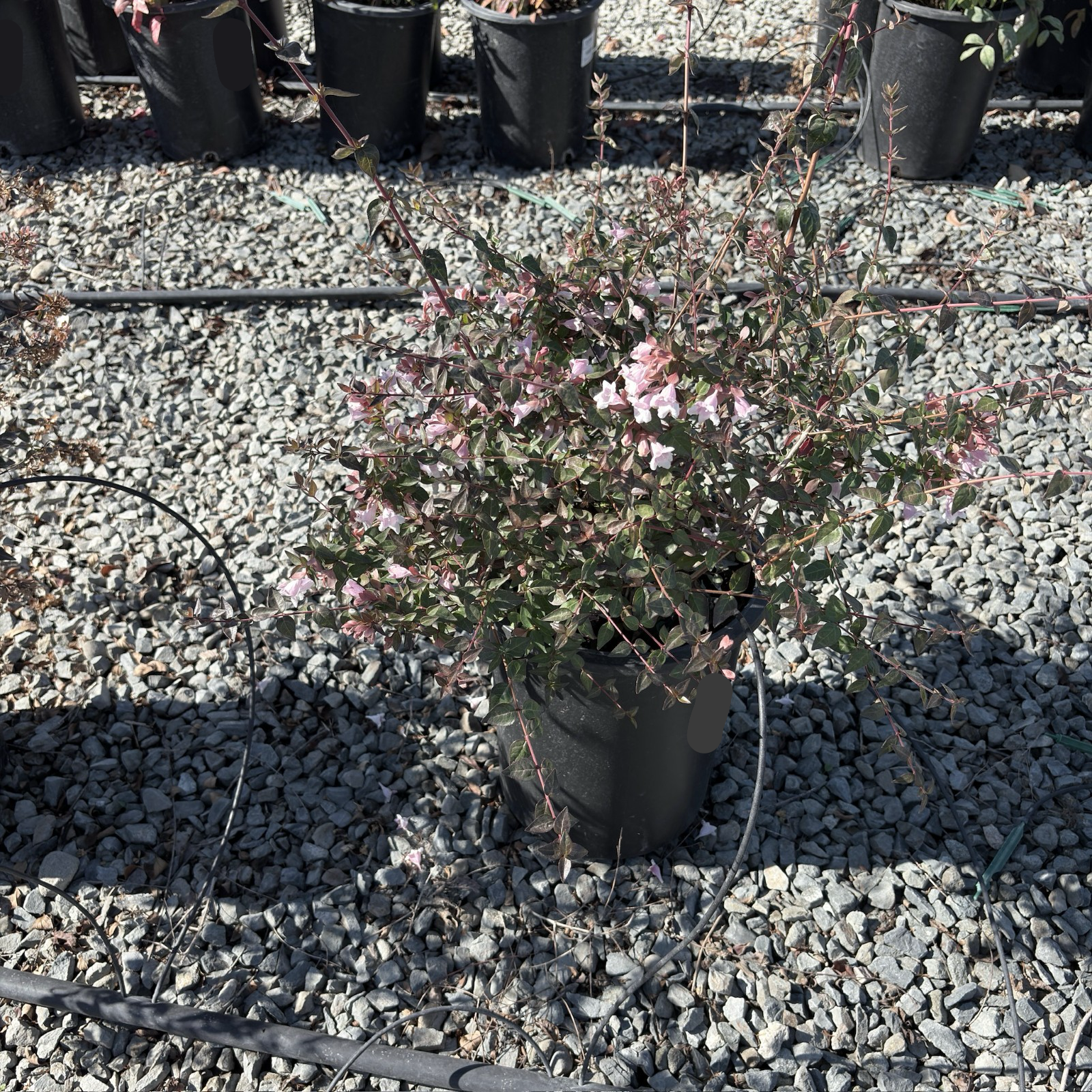 Edward Goucher Abelia
