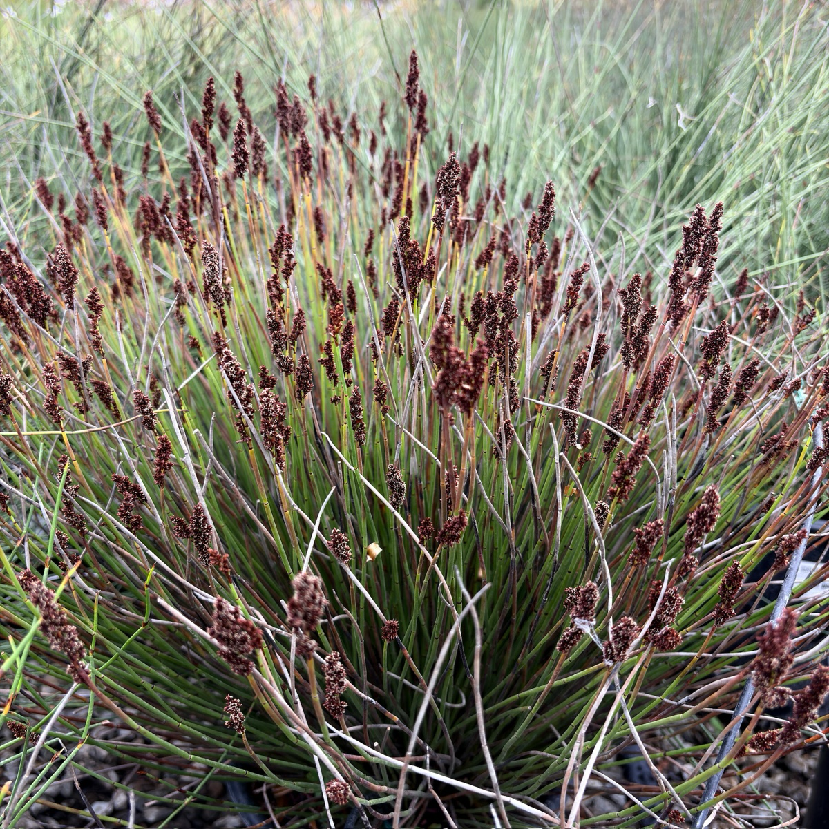 El Campo Small Cape Reed | Compact Evergreen Reed – Victory Nursery