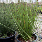 Potted plants in a garden setting with gravel and other plants in the background