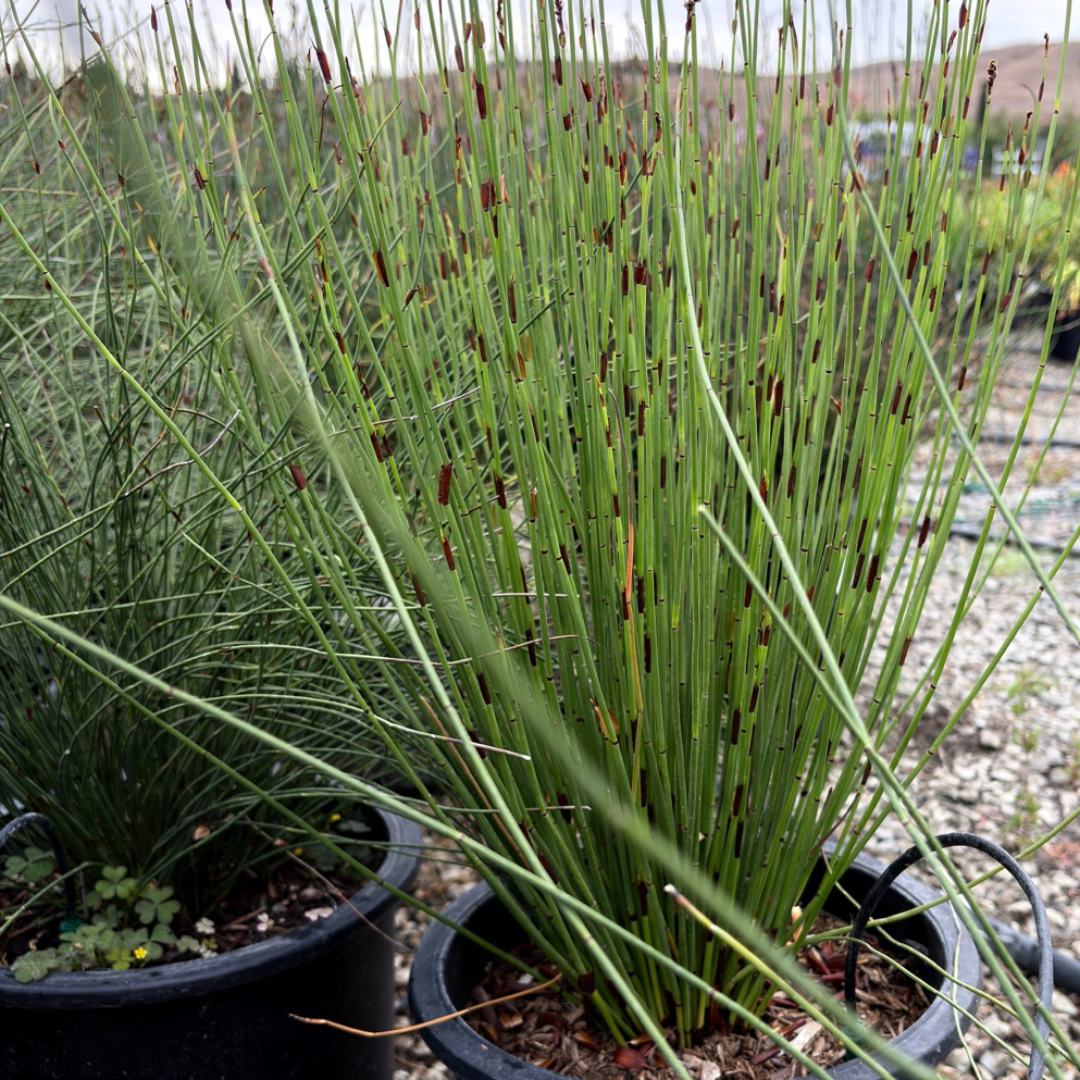 Potted plants in a garden setting with gravel and other plants in the background