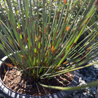 Potted El Campo Small Cape Reed plant with green leaves and brown soil in a pot on a gravel surface