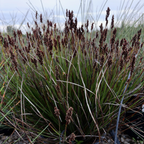 El Campo Small Cape Reed with brown seed heads against a blurred natural background