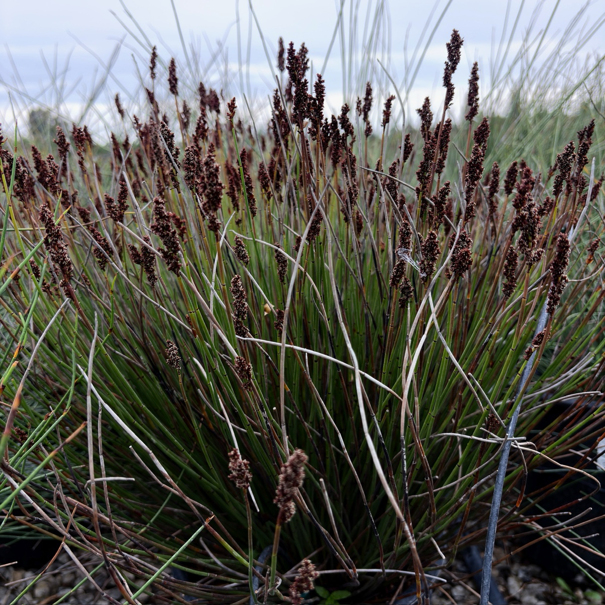 El Campo Small Cape Reed with brown seed heads against a blurred natural background