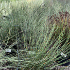 El Campo Small Cape Reed with thin stems and small flowers in a natural setting