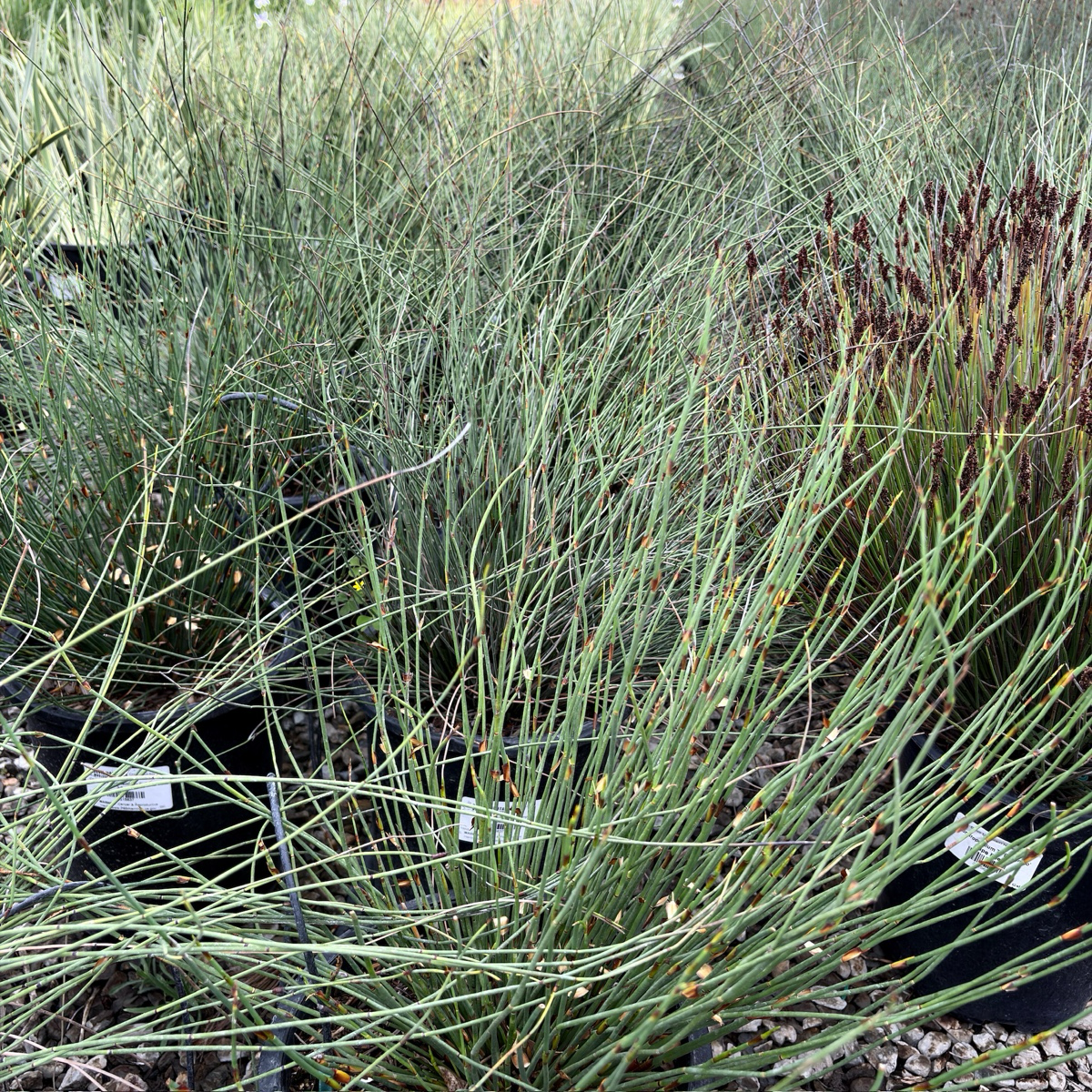 El Campo Small Cape Reed with thin stems and small flowers in a natural setting