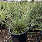 Potted El Campo Small Cape Reed grass plant in a garden setting