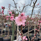 Elberta Peach