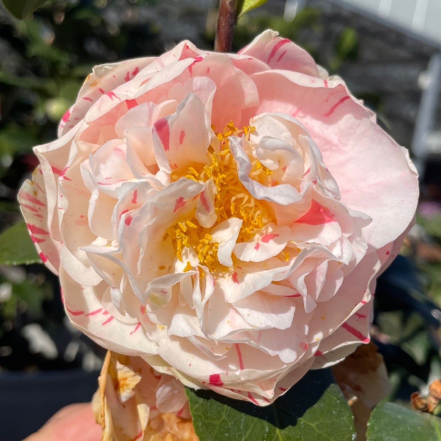 Eleanor Mccown Camellia