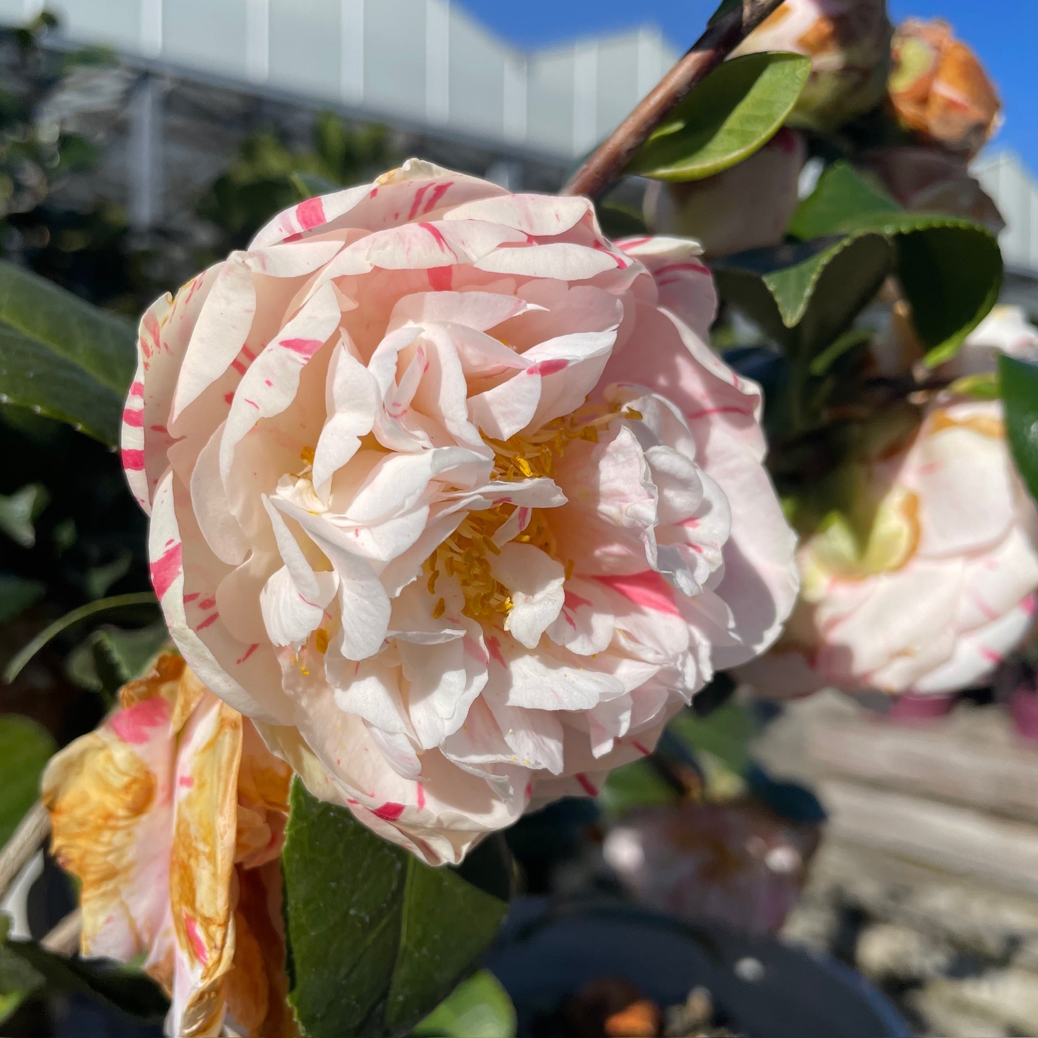 Eleanor Mccown Camellia