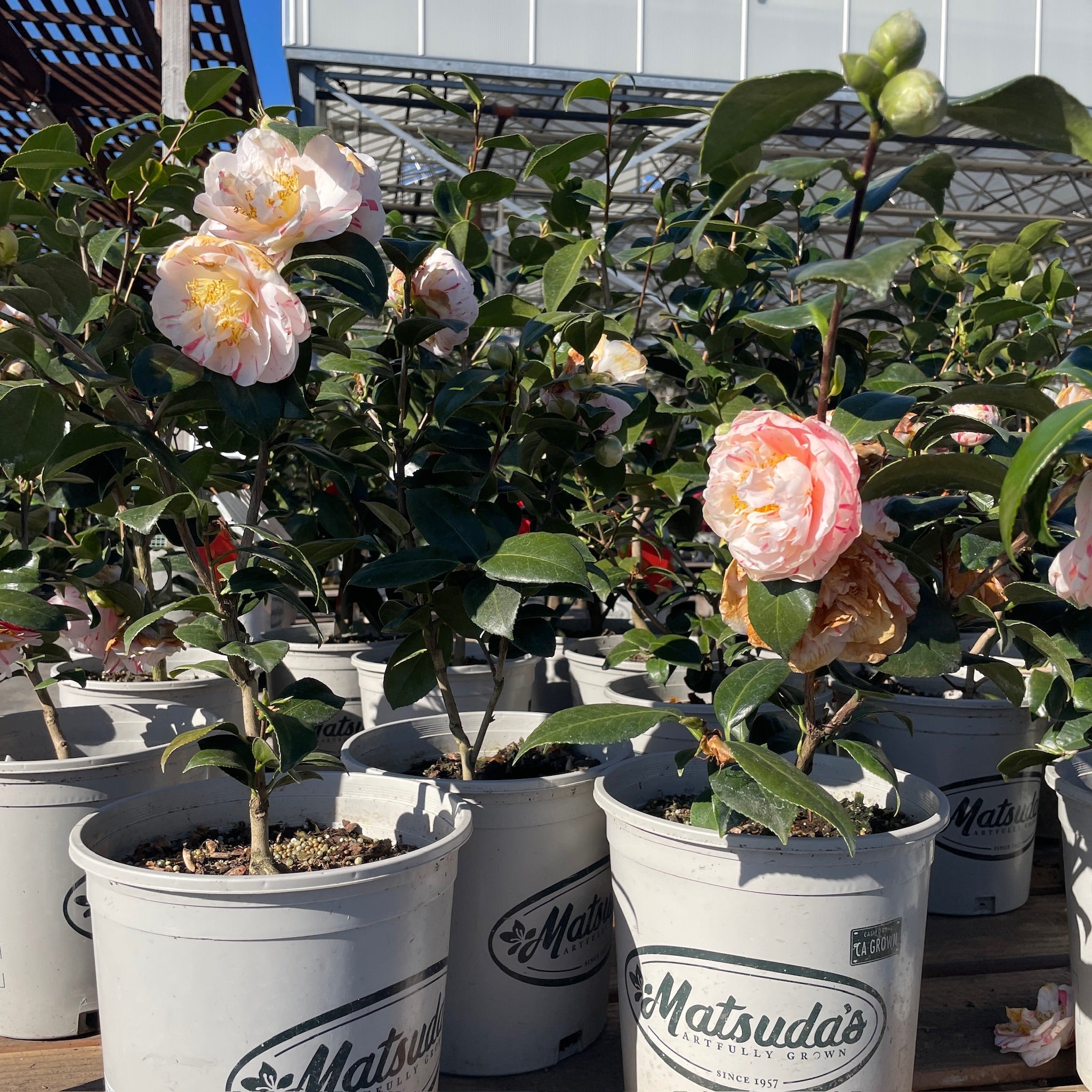 Eleanor Mccown Camellia