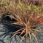 Electric Flash Grass Tree