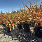 Electric Flash Grass Tree