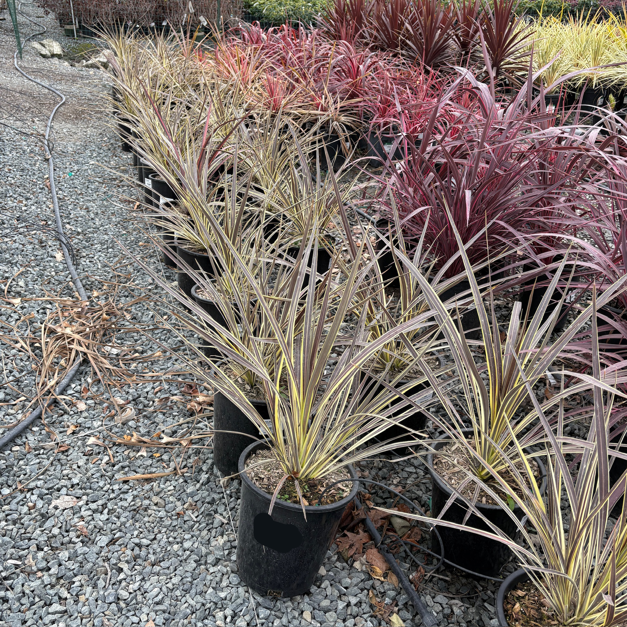 Electric Flash Grass Tree