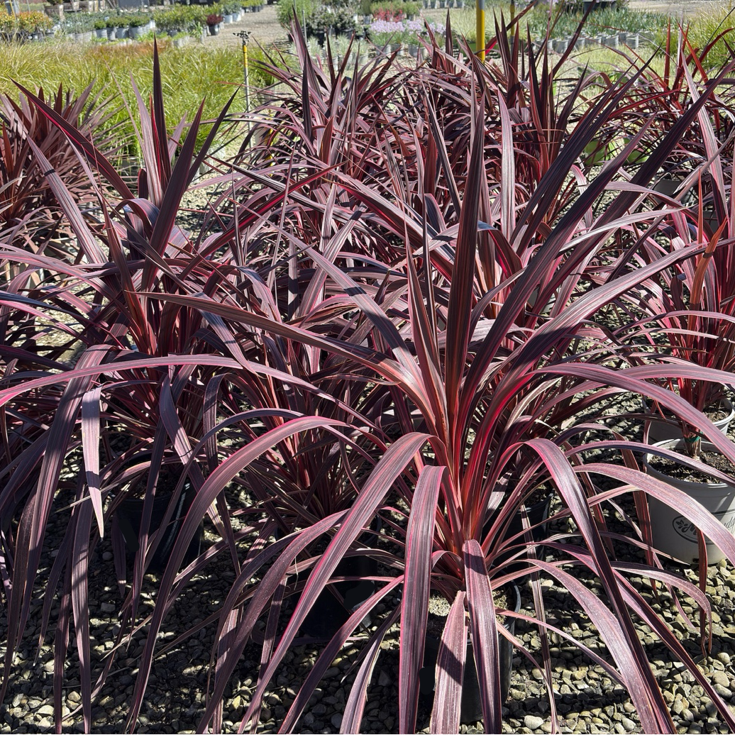 Electric Pink Cordyline | Vibrant Pink-Striped Foliage Plant