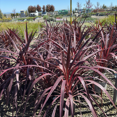 electric pink cordyline plant Electric Pink Cordyline