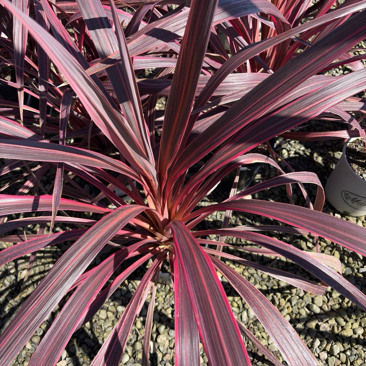 Electric Pink Grass Tree