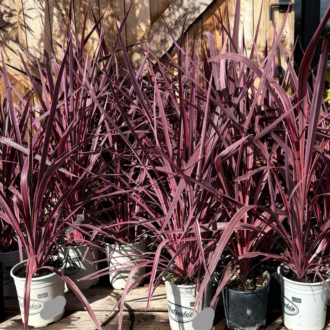 朱焦 Electric Pink Grass Tree