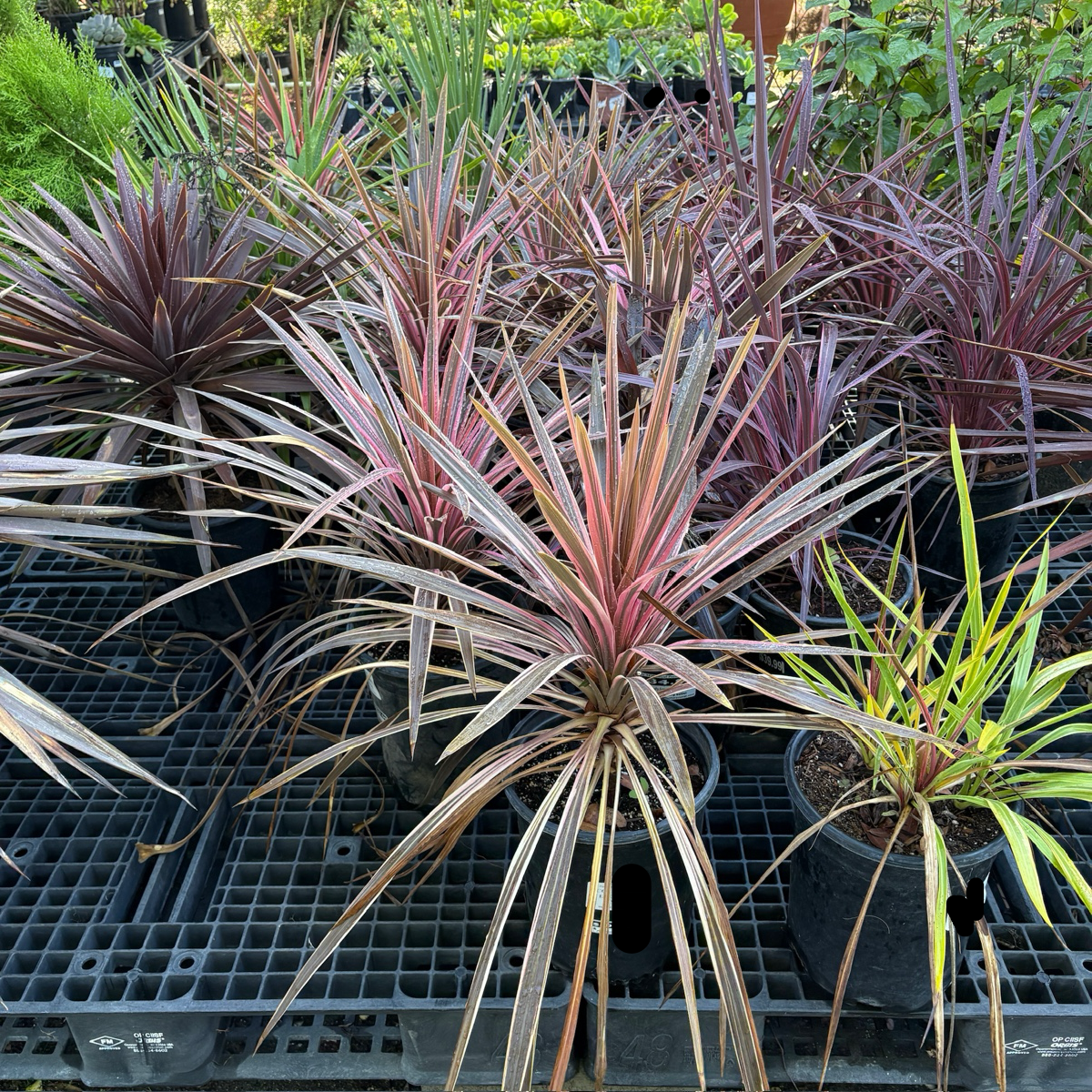 Electric Pink Grass Tree
