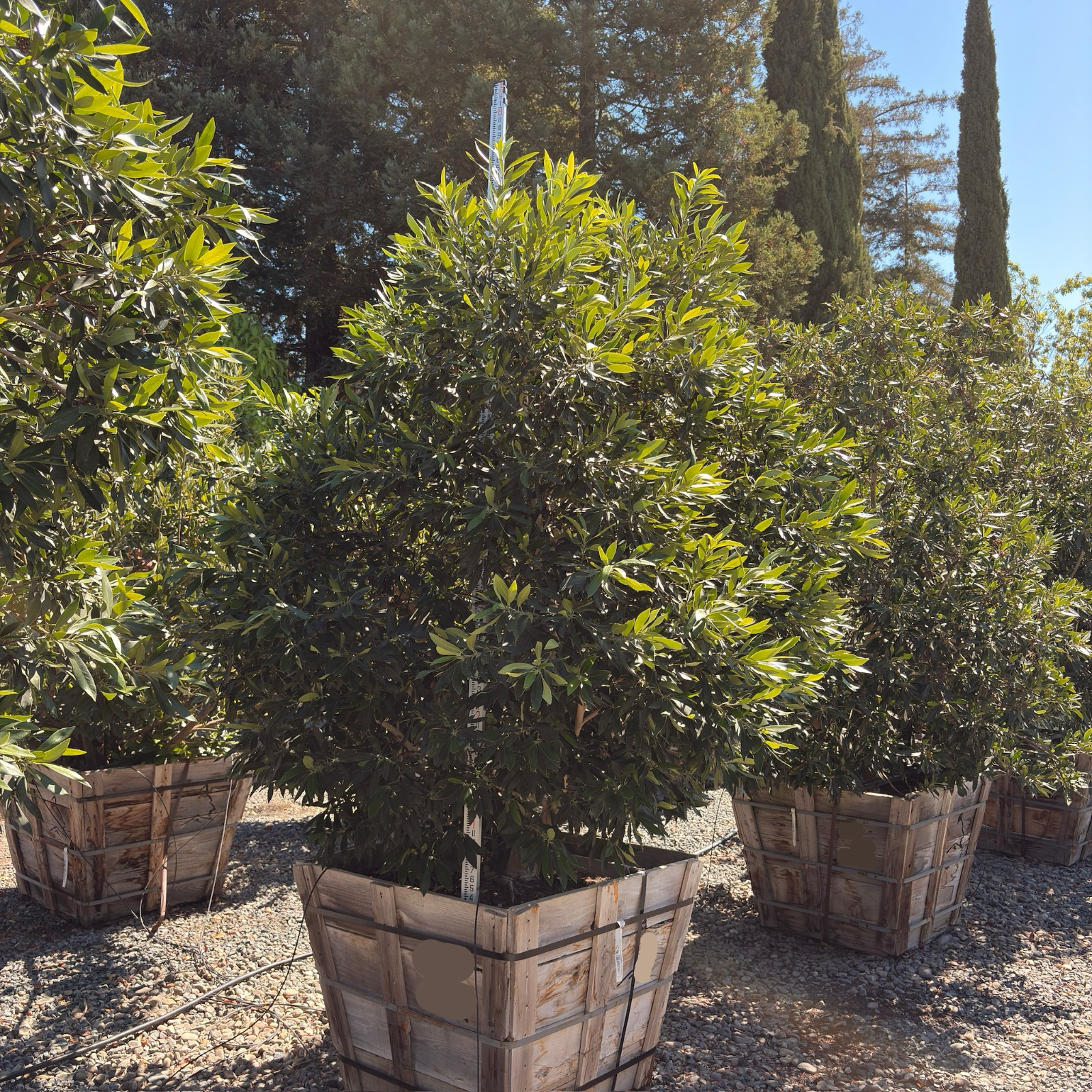 Elegant  Water Gum