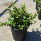 Elephant Bush