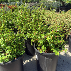 Elephant Bush