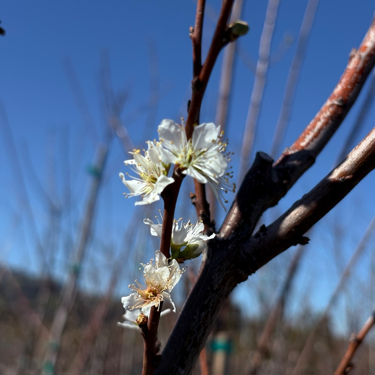 Elephant Heart Japanese Plum