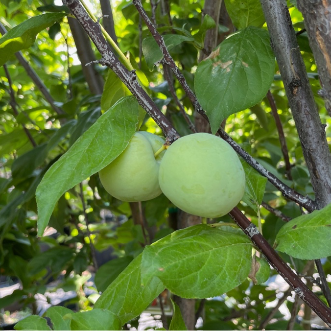 Elephant Heart Japanese Plum