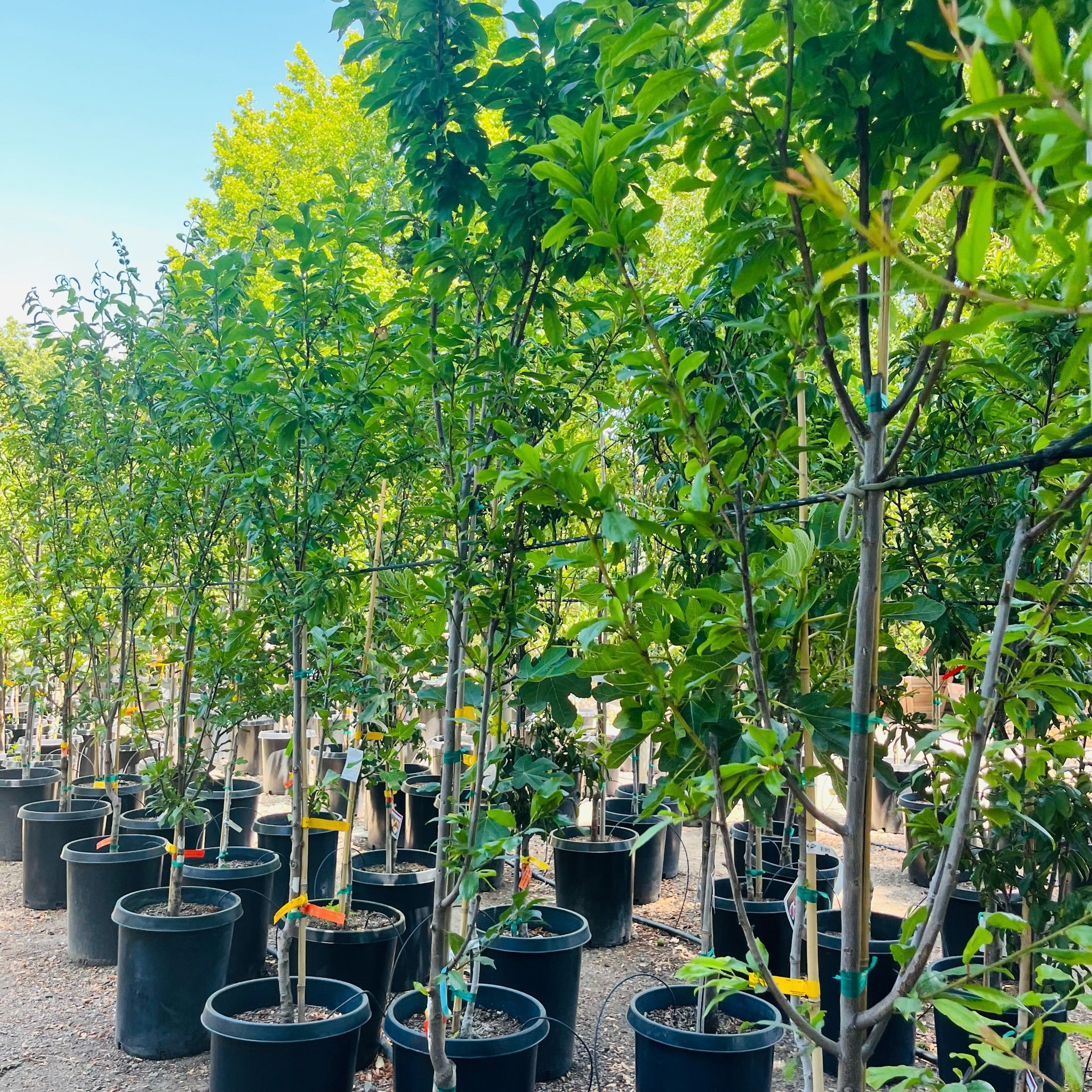 Elephant Heart Japanese Plum