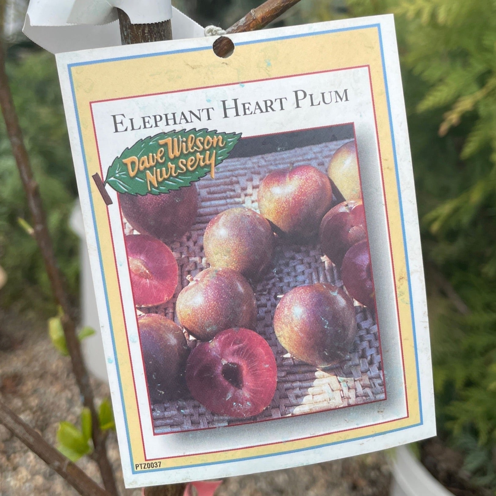 Elephant Heart Japanese Plum