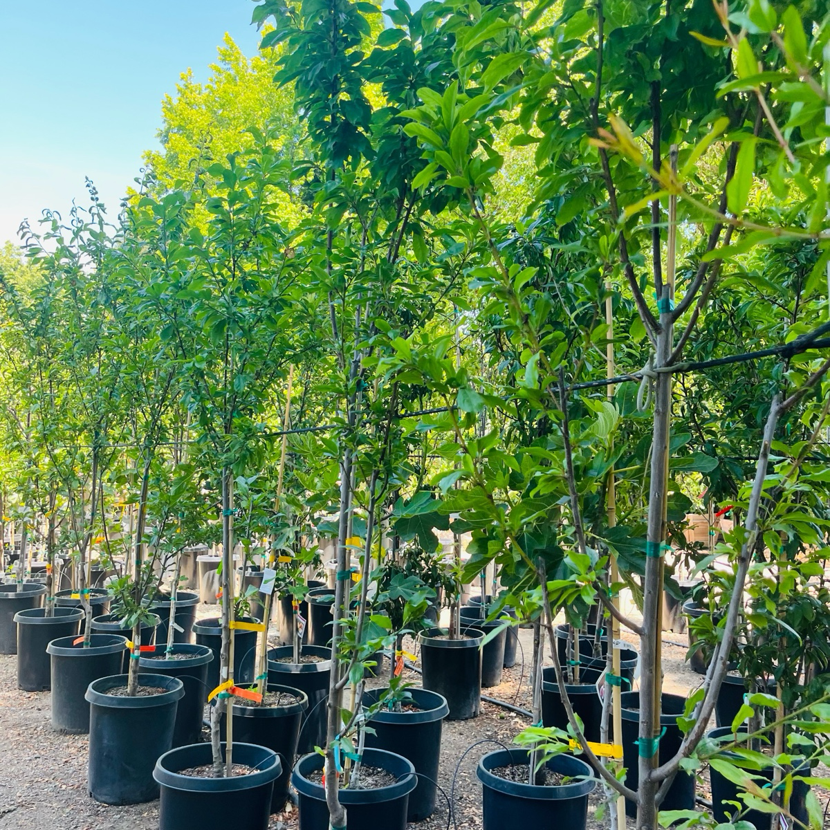 Elephant Heart Japanese Plum