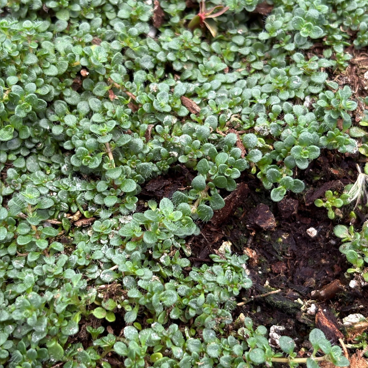 Close-up of small Elfin Creeping Thyme plants growing in soil