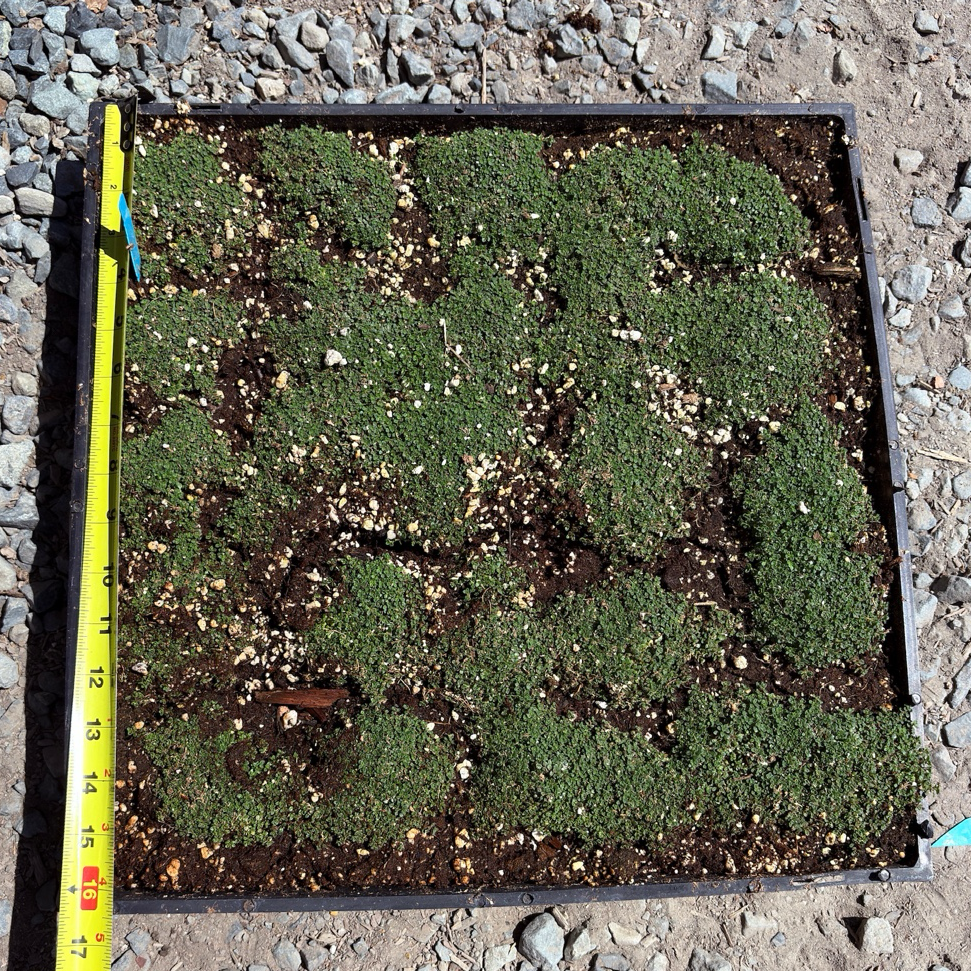 Square patch of Elfin Creeping Thyme with soil on a gravel surface, measured by a tape measure.