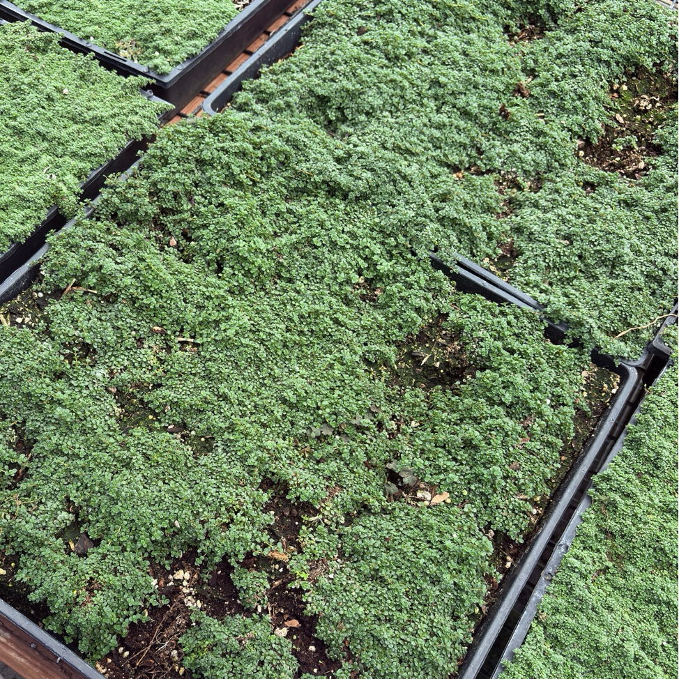 Elfin Creeping Thyme in black plastic containers on a concrete surface