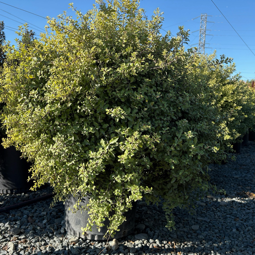 小精灵海桐 Elfin Kohuhu