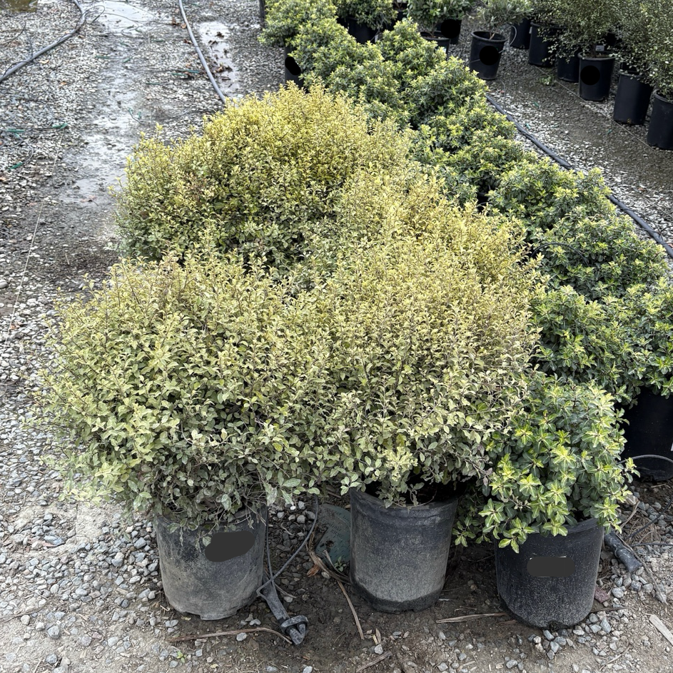 小精灵海桐 Elfin Kohuhu