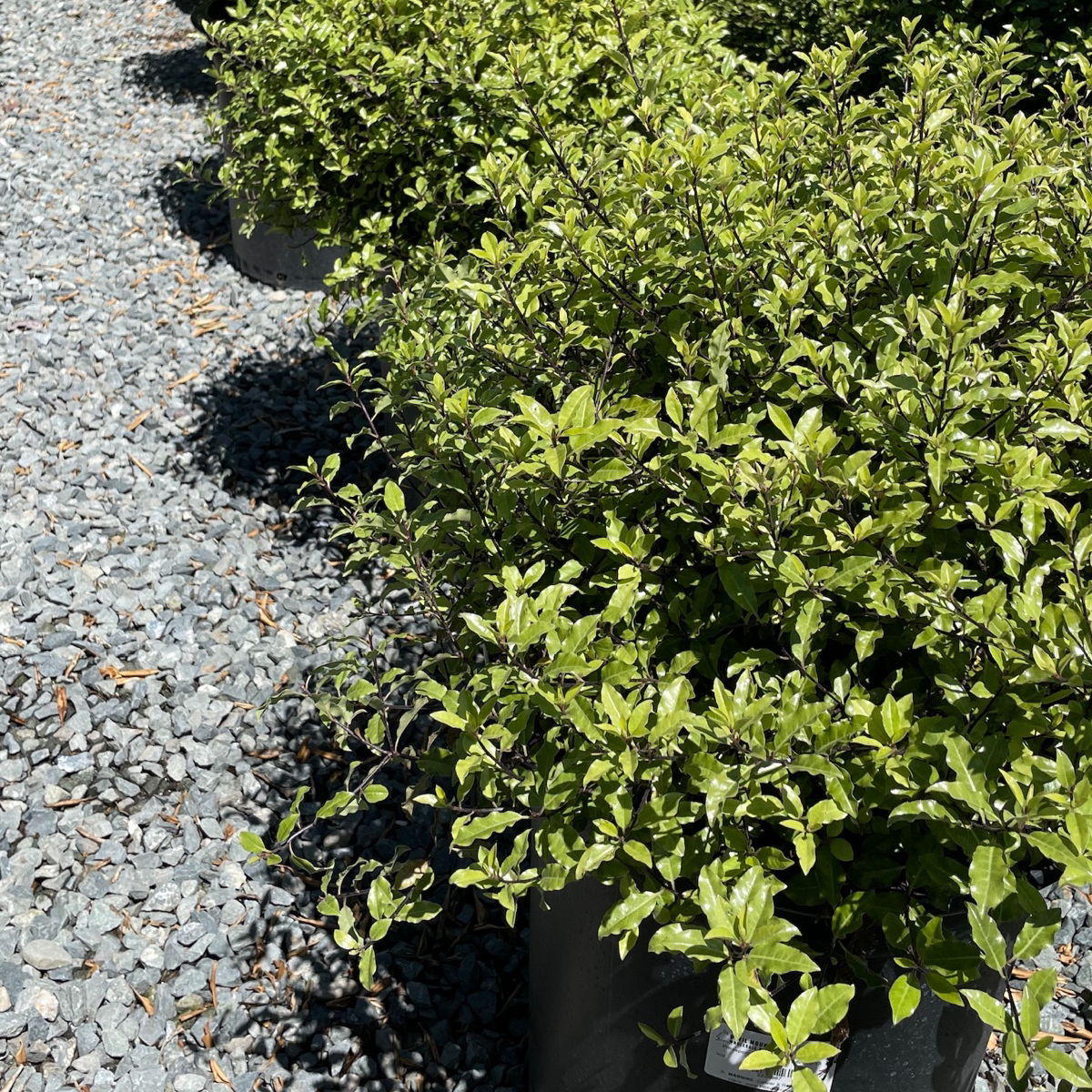 小精灵海桐 Elfin Kohuhu