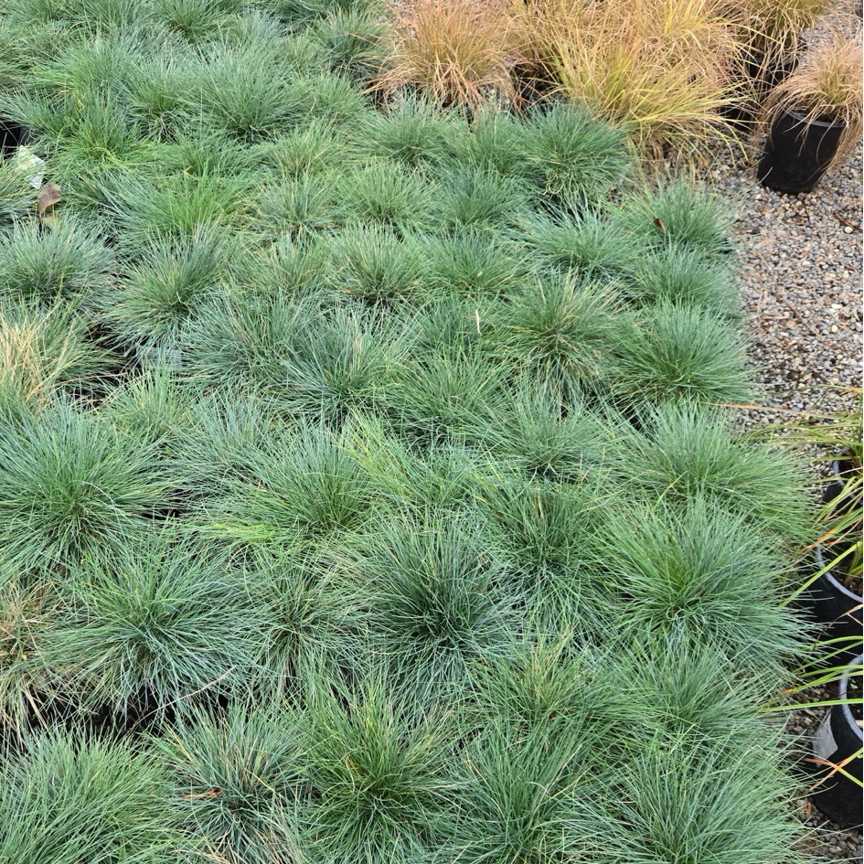 Elijah Blue Common Blue Fescue Green grass plants Elijah Blue Common Blue Fescue in a garden setting