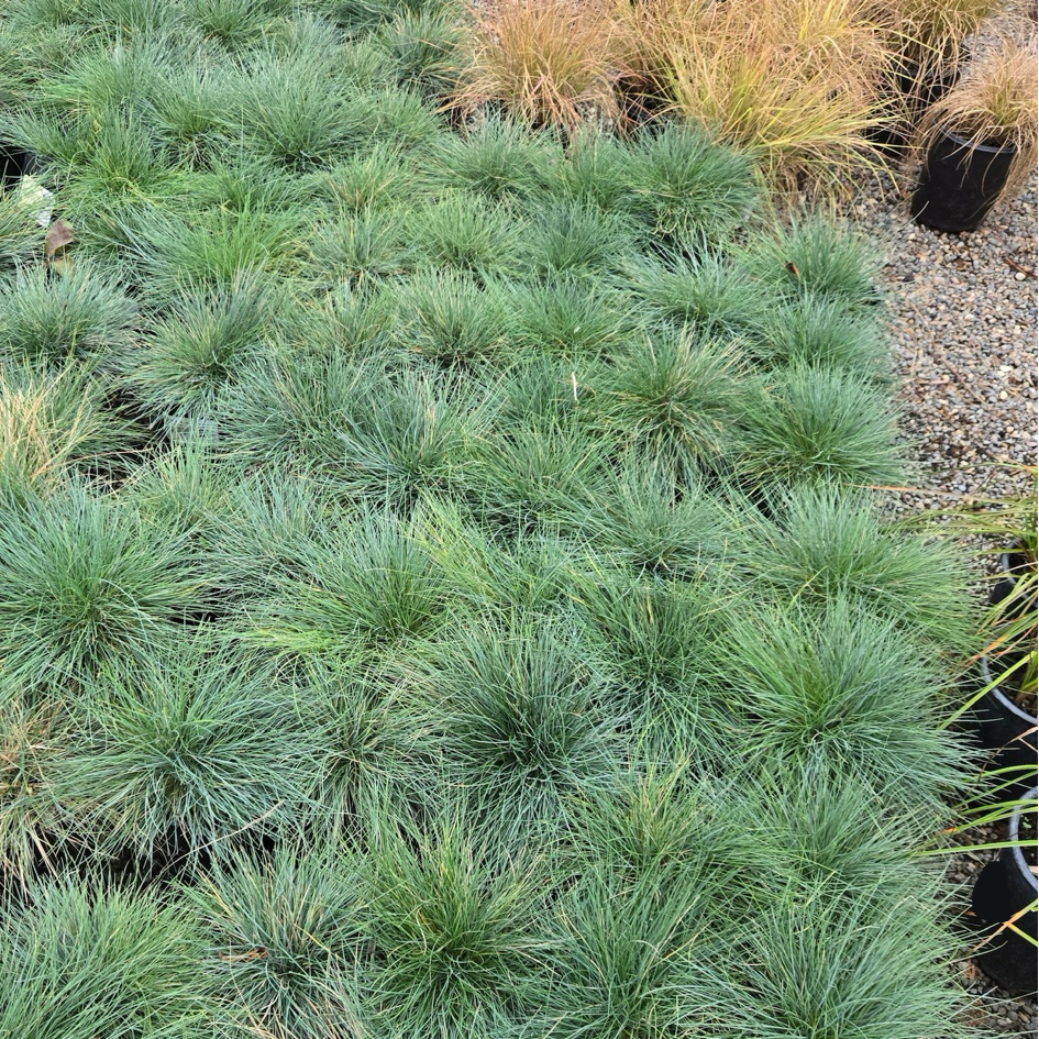 Elijah Blue Common Blue Fescue Green grass plants Elijah Blue Common Blue Fescue in a garden setting